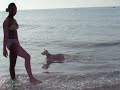 westies swimming