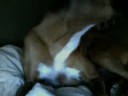 A boxer dog named ruby!