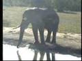 Elephant 03-26-07 4.00 pm WH time 