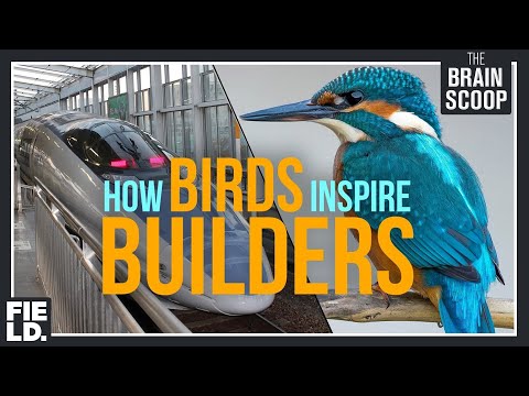 How birds inspire builders