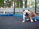 Watch 'Bulldog on Trampoline'
