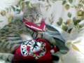 Cesare il gatto Aretino