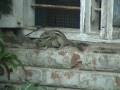 Squirrel (Chipmunk) mating