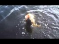 BASS FISHING IN THE... :: BASS FISHING IN THE EVERGLADES WITH CAPT. BRETT ISACKSON FROM... View Video