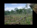 Deforestacion en la moskitia