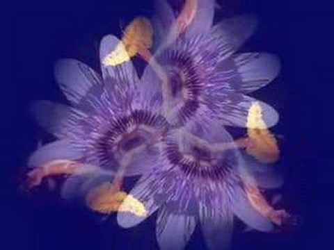 Pollination Studies