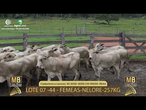 536� LEIL�O VIRTUAL MB LEIL�ES