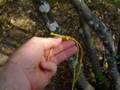 Recreational Tree Climbing Tips