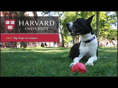 essay therapy dogs Free essay on pets used in therapy available totally free at echeatcom, the largest free essay community. essay therapy dogs Free essay on pets used in therapy available totally free at echeatcom, the largest free essay community.