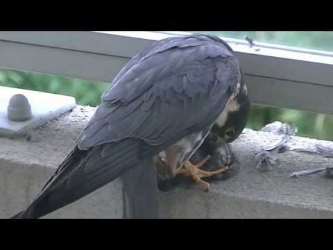 Image de prévisualisation YouTube