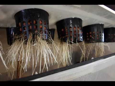 how to dissolve gibberellic acid