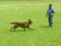 perro ataca a alex