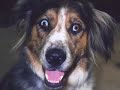 A Tribute to Cody 1997-2006   Music: Spymob