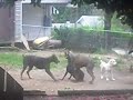 3 Doberman Pinschers and 1 Pit Bull 3 Doberman Pinschers and 1 Pit Bull