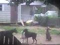 3 Doberman Pinschers and 1 Pit Bull
