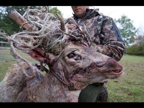 Fieldsports Britain – Fallow buck in a tangle + Hampshire foxes + calling muntjac, episode 99