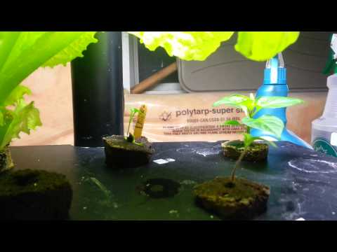 how to harvest aerogarden lettuce