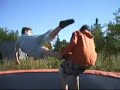 (BVW) The Best of Trampoline Wrestling