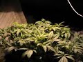Marijuana Growing Time Lapse