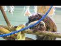 videos de Emperor Tamrin