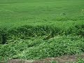 Tall Mint Tall Mint