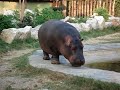 Ippopotamo che cammina