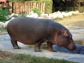 Ippopotamo che cammina