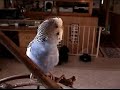 Mickey budgie telling a story