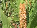 Tropisch Vordenstein 12 - Cuphea Blepharophylia, Tropisch Vordenstein 12 - Cuphea Blepharophylia,