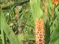 videos de Tropisch Vordenstein  12 - Cuphea Blepharophylia,