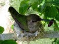 Humming bird nest April 1 2007