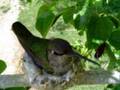 Humming bird nest April 1 2007
