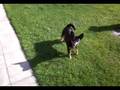 videos de Nike and his toy