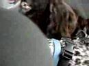 German pointers in car