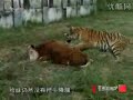 Tiger survival training Level 3 (Amur tiger)