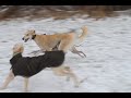 Whippets and Salukis have fun in Lorch 1