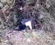 q dot in the bush