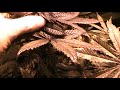 Organic day 61