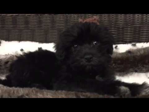 Tiny, Perfect Companion Havanese
