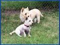 Miracle Of Love - Col. Potter Cairn Rescue Network