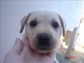 LEONNA - Labradora