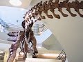 UC Berkeley T-Rex