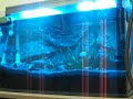 LED,魚缸燈水族燈,