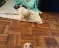 maltese puppy Carmello
