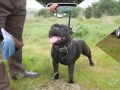 staffordshire bull terrier madrid 2007