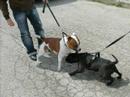 Bull Terrier Inglés video