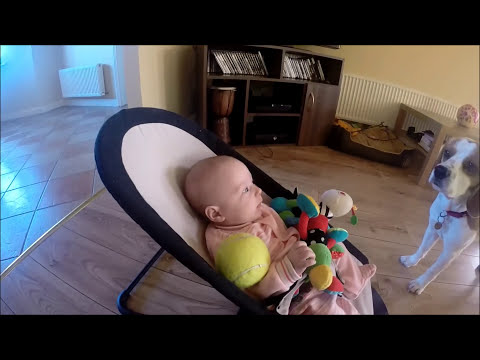 toys - Here is some short video from that day, to proof people we don't force him to do what he is doing, it wasn't planned. I just wanted to record my Laura and Charlie how they play fetch for a...