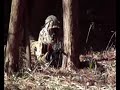 BLACK HAWKS AIRSOFT� BRASIL
