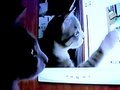 Loop-Cat