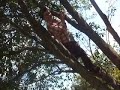 monkey boy (part 1)